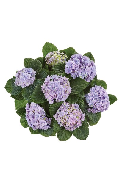 Гортензія макрофіла Флорентіна